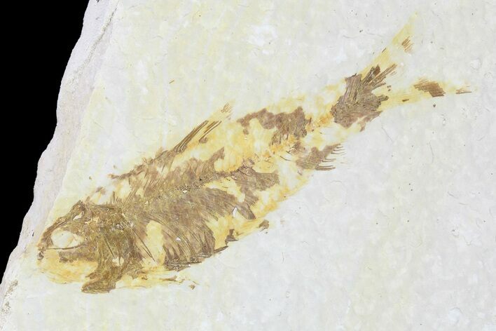 Bargain, Fossil Fish (Knightia) - Wyoming #99226